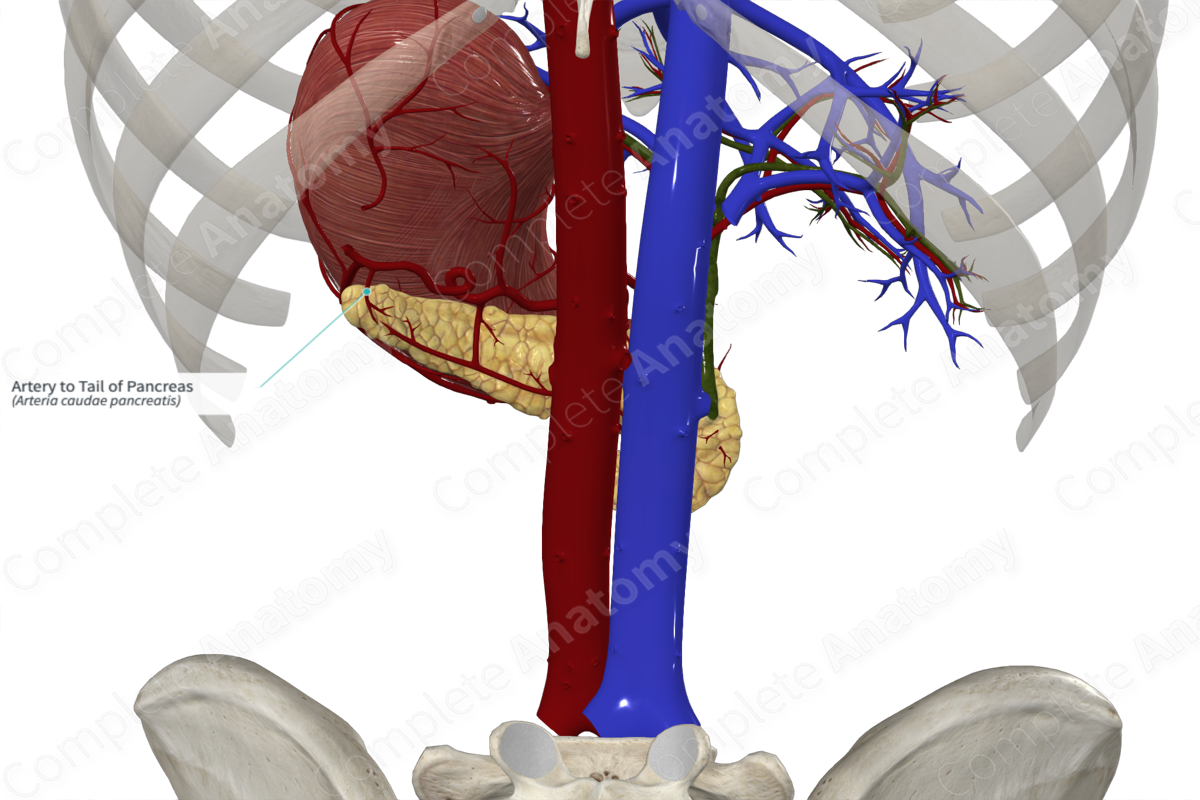 Artery to Tail of Pancreas