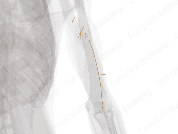 Muscular Branches of Radial Nerve (Arm, Right)