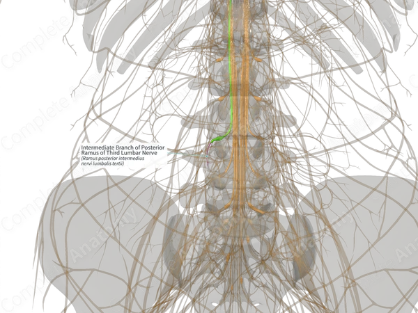 Intermediate Branch of Posterior Ramus of Third Lumbar Nerve (Right)