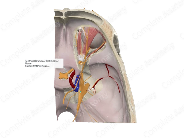 Tentorial Branch of Ophthalmic Nerve