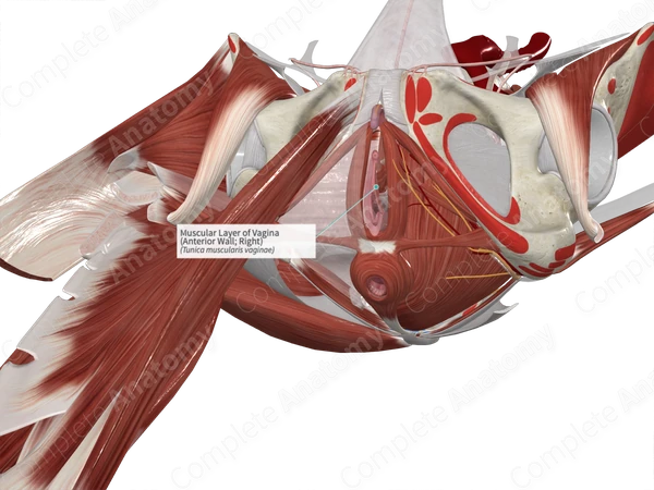 Muscular Layer of Vagina (Anterior Wall; Right)