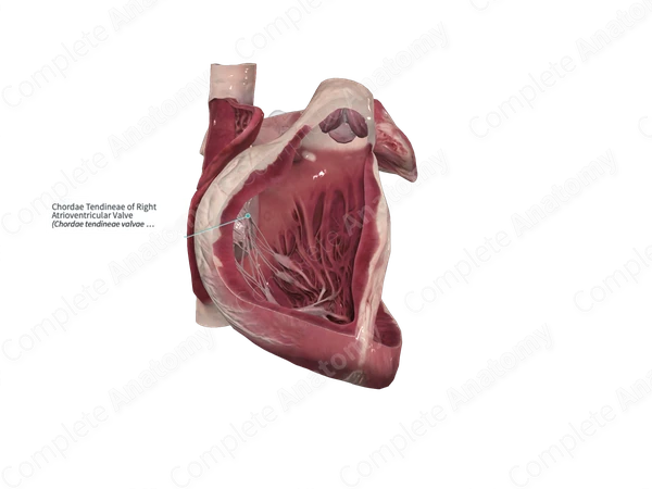 Chordae Tendineae of Right Atrioventricular Valve