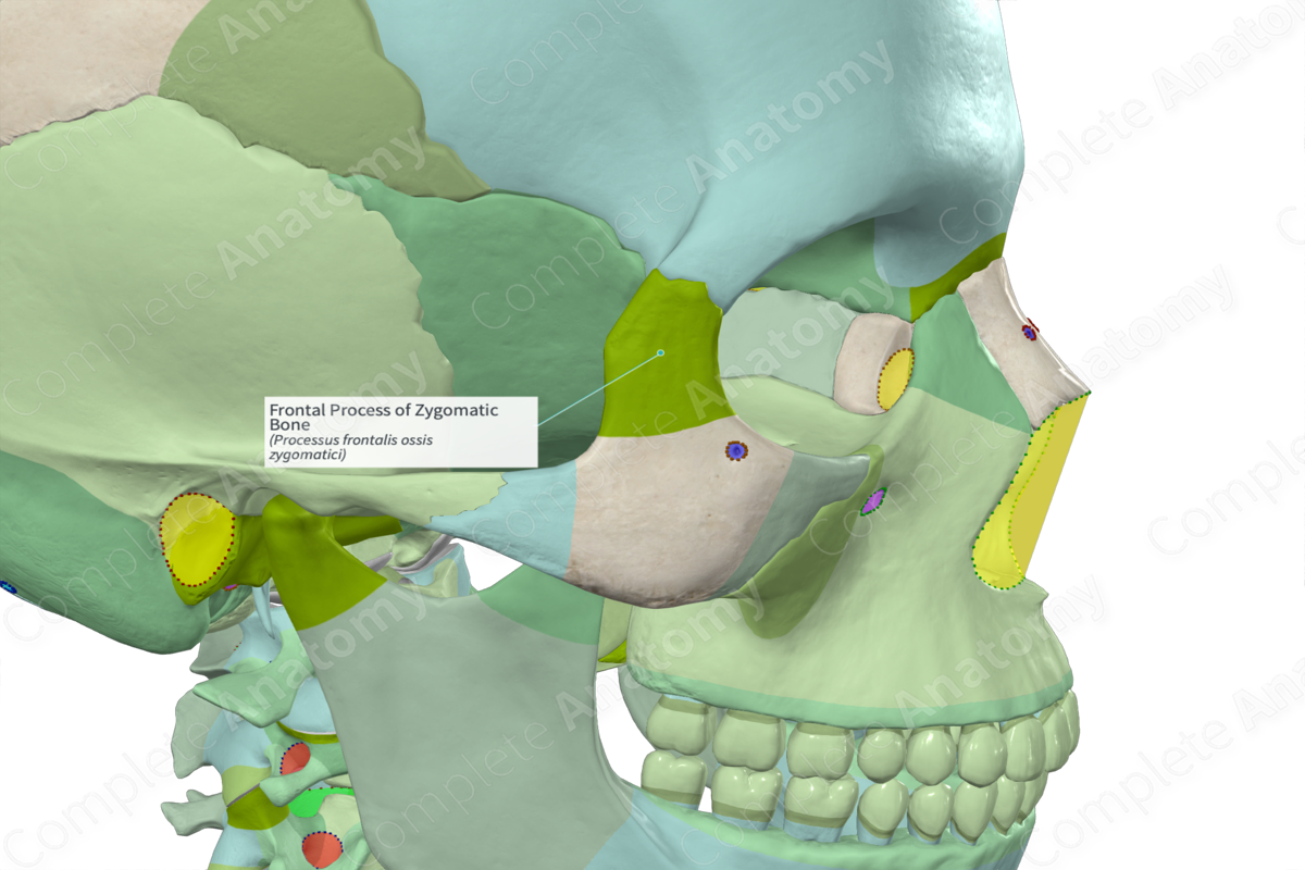 Frontal Process Of Zygomatic Bone Complete Anatomy