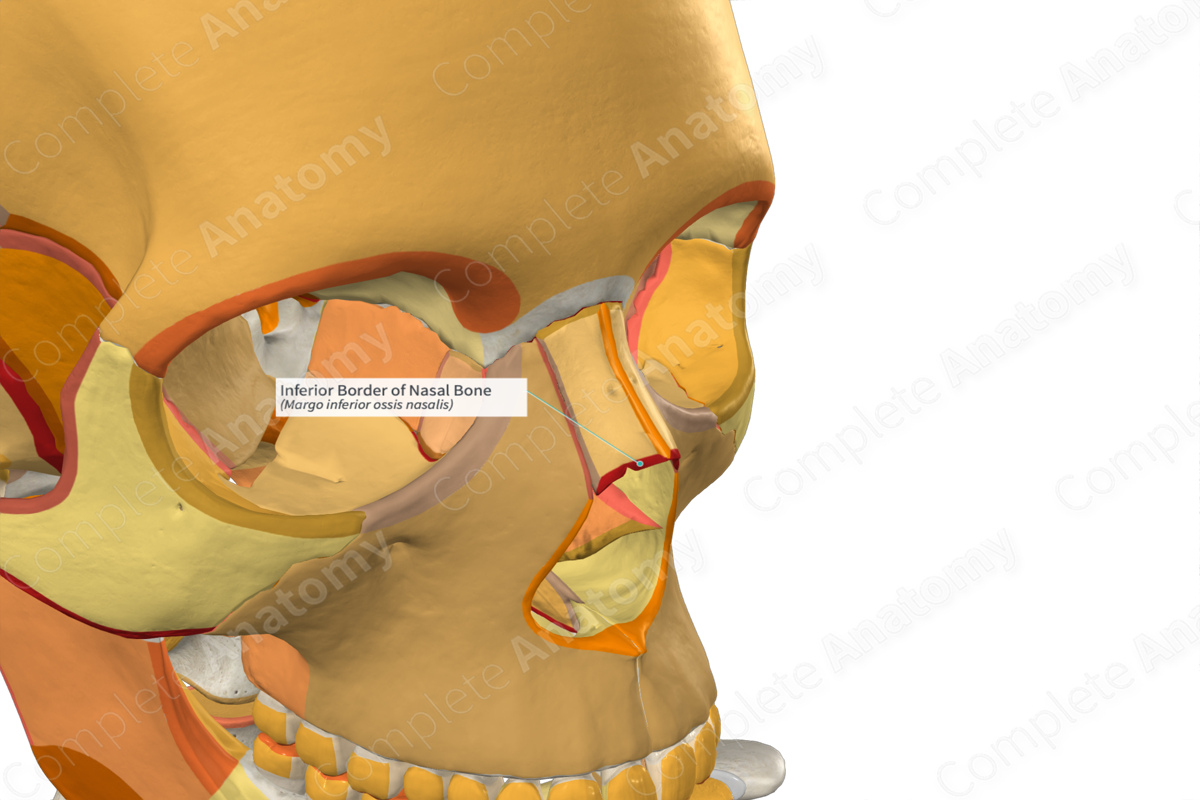 Inferior Border of Nasal Bone