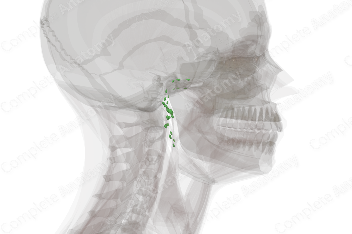 Parotid Nodes