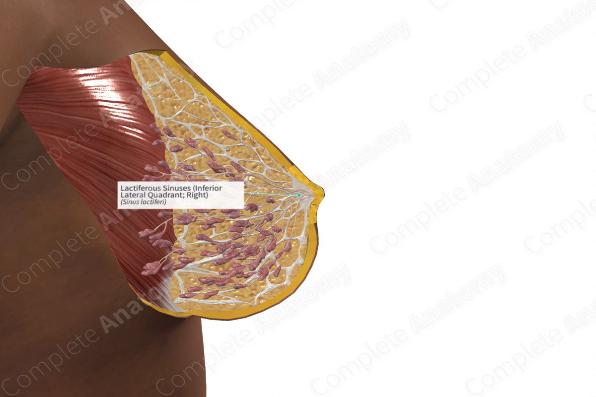 Lactiferous Sinuses (Inferior Lateral Quadrant; Right) | Complete Anatomy