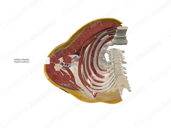Axillary Sheath