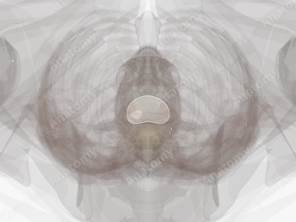 Intervertebral Symphysis (L1-L2)