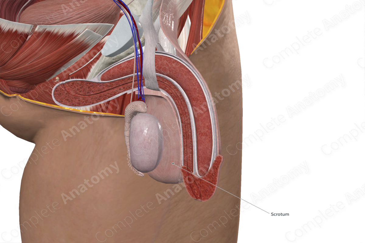 Dartos Fascia of Scrotum (Left Half)