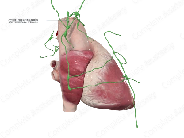 Anterior Mediastinal Nodes