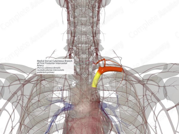 Medial Dorsal Cutaneous Branch of First Posterior Intercostal Artery (Left)
