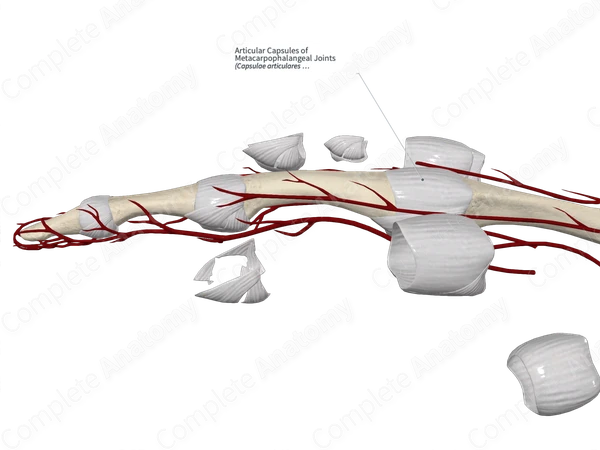 Articular Capsules of Metacarpophalangeal Joints