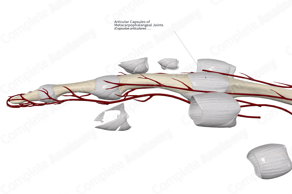 Articular Capsules of Metacarpophalangeal Joints 