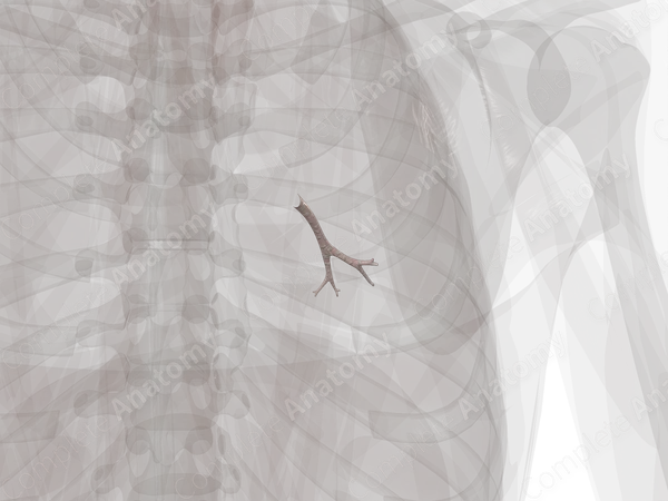 Bronchi of Middle Lobe of Right Lung