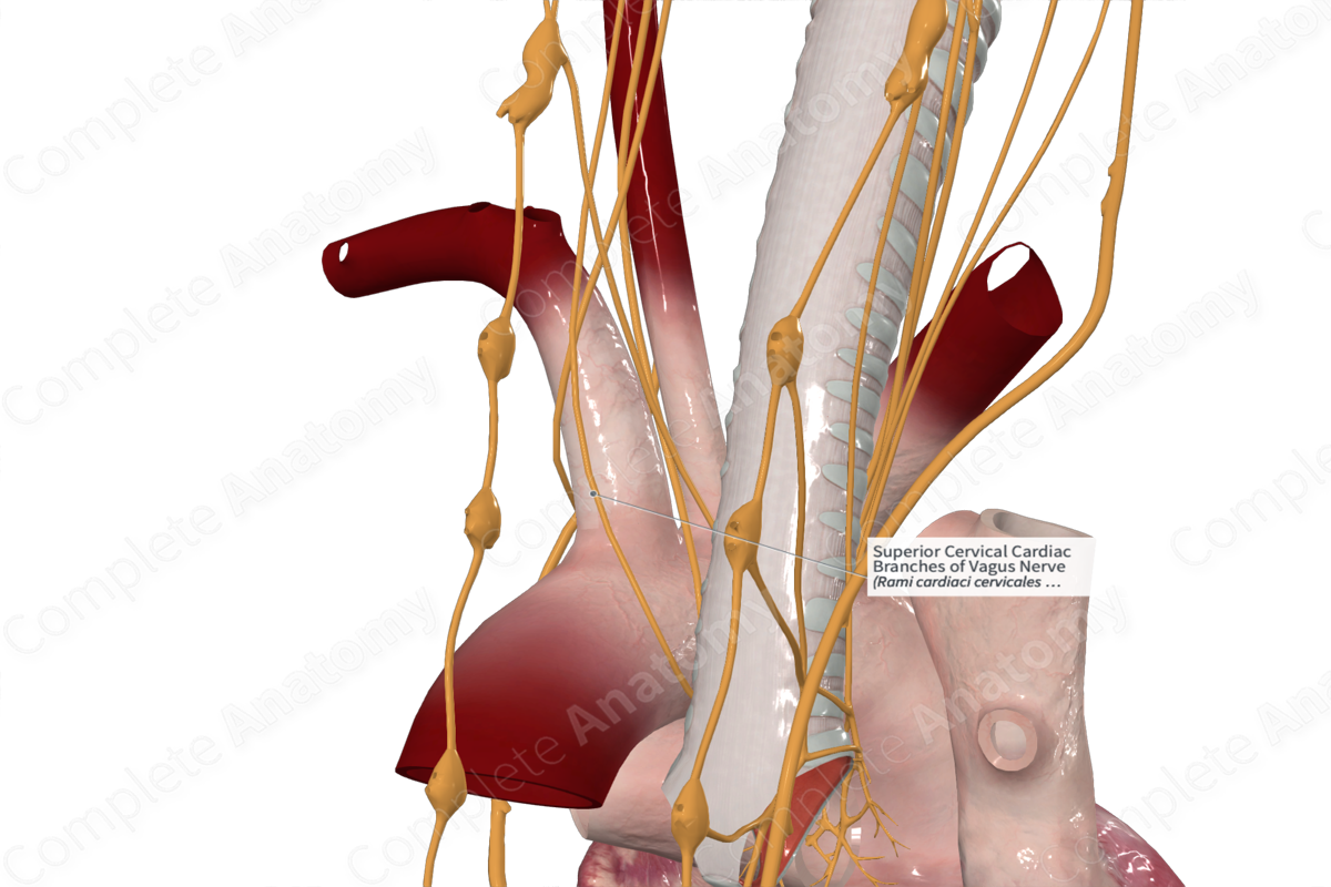 Superior Cervical Cardiac Branches of Vagus Nerve 
