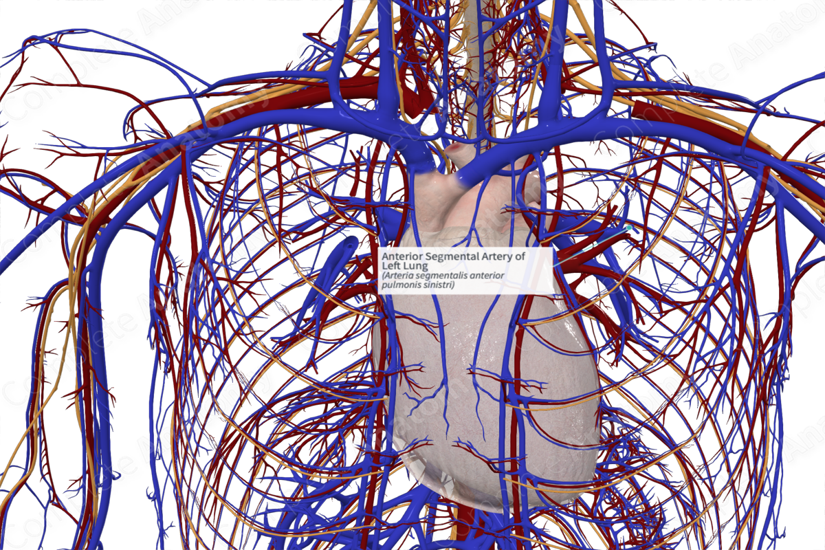 Anterior Segmental Artery of Left Lung