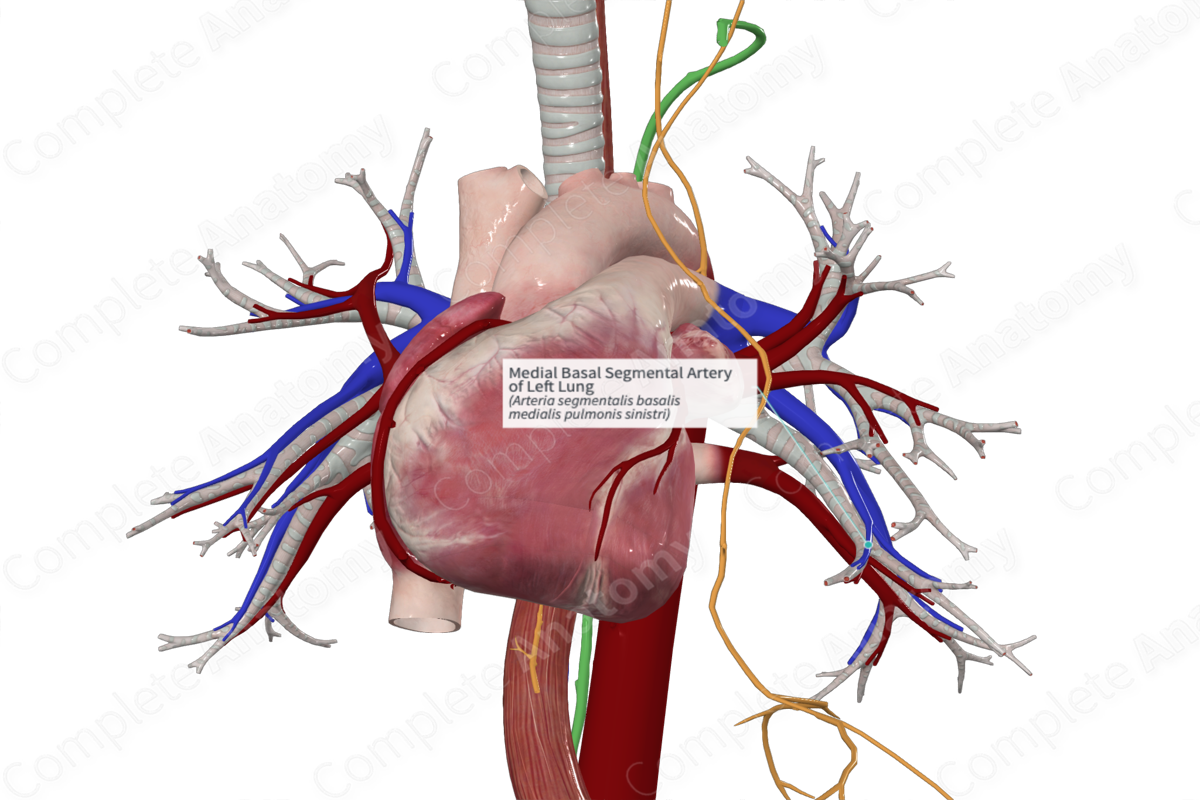 Medial Basal Segmental Artery of Left Lung