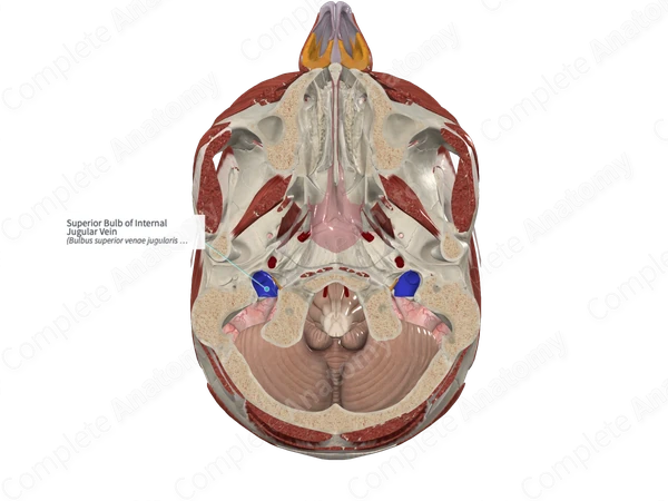 Superior Bulb of Internal Jugular Vein