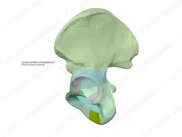 Lunate Surface of Acetabulum | Complete Anatomy