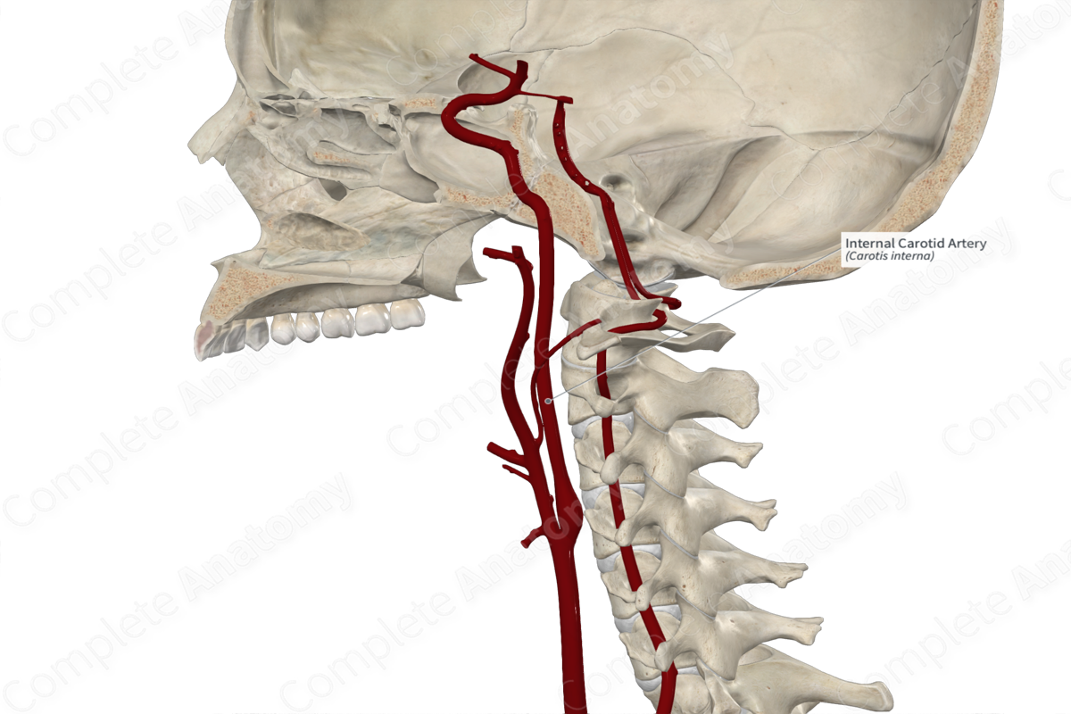 Internal Carotid Artery 