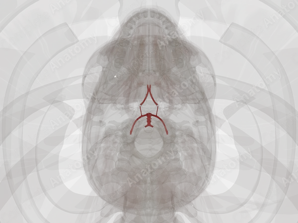 Cerebral Arterial Circle