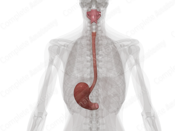 Upper Digestive Canal