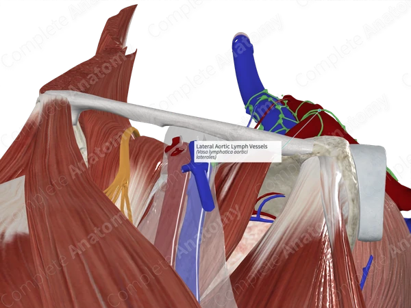 Lateral Aortic Lymph Vessels