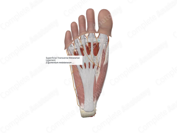 Superficial Transverse Metatarsal Ligament 