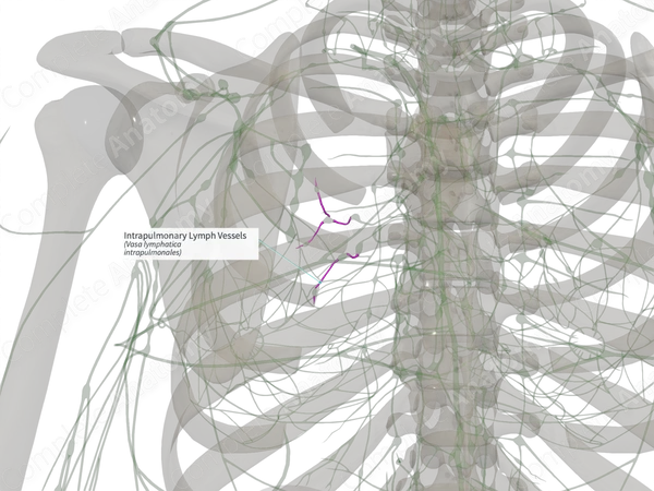 Intrapulmonary Lymph Vessels (Left)