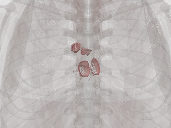 Cardiac Valves