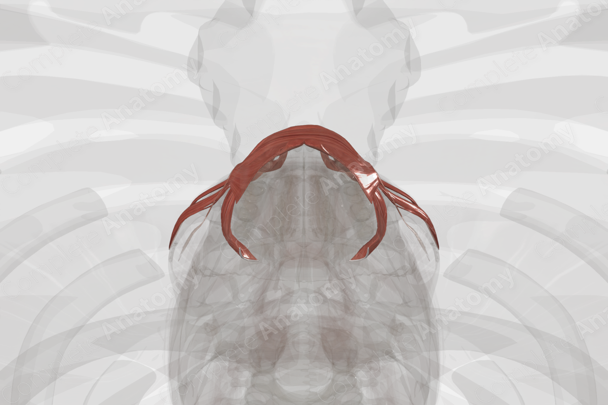 Buccolabial Muscles