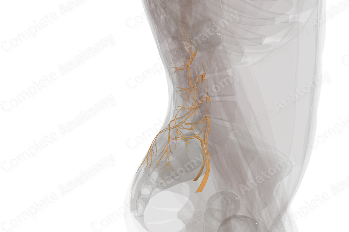 Lumbar Nerves