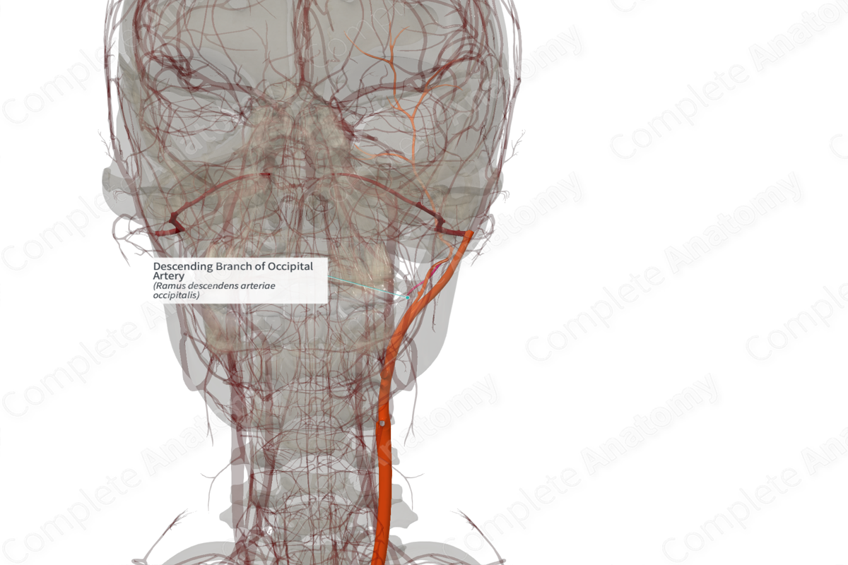 Descending Branch of Occipital Artery (Left)
