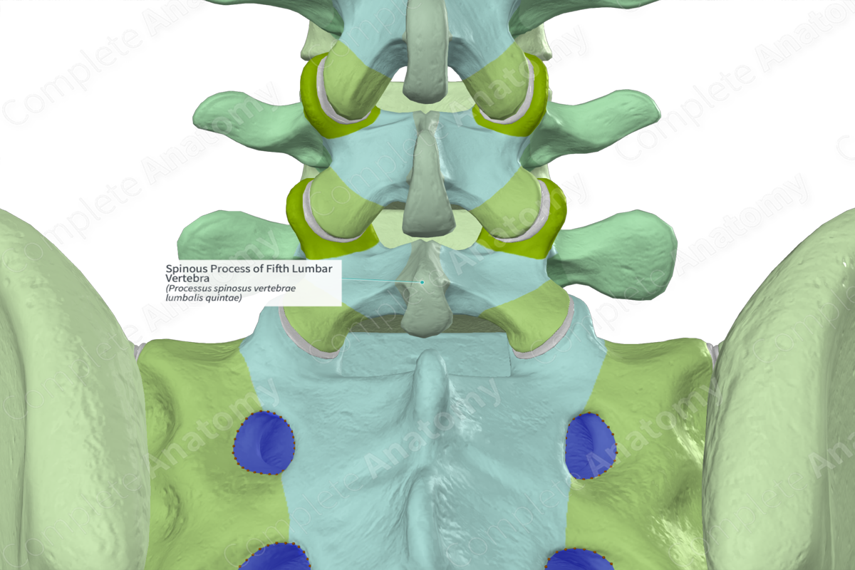 Spinous Process of Fifth Lumbar Vertebra