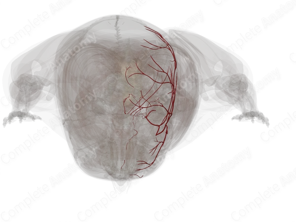 Arteries of Meninges & Cranium (Left)