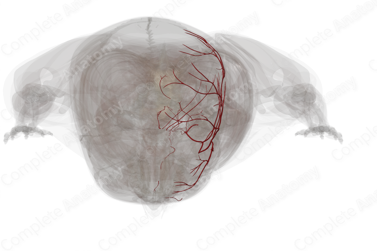 Arteries of Meninges & Cranium (Left)