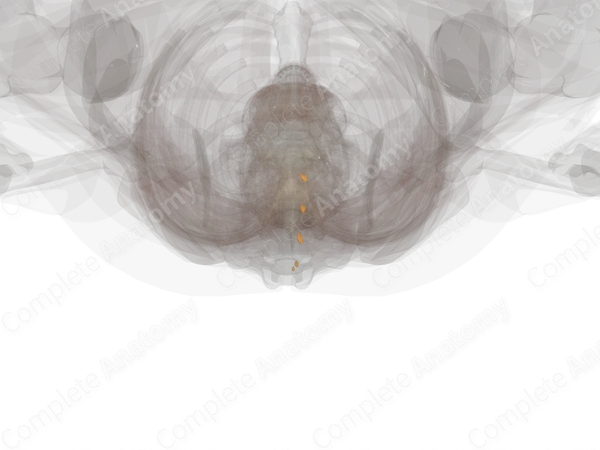 Spinal Ganglia of Sacral Nerves (Left)