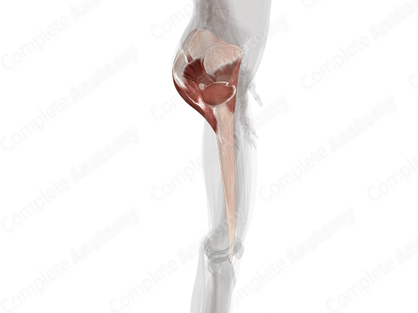 Muscles of Gluteal Region (Left)