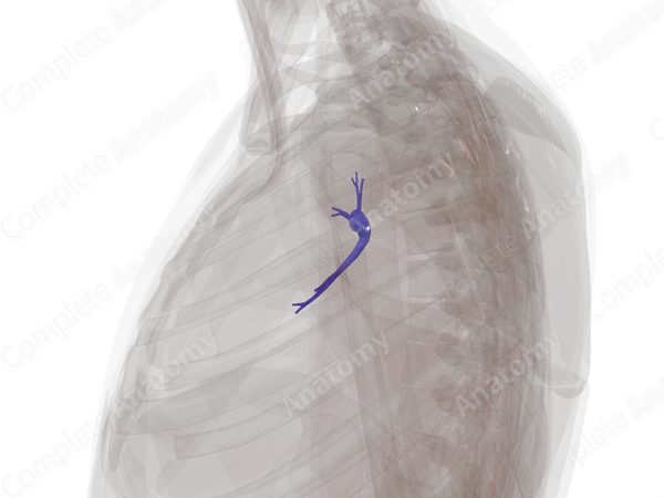 Pulmonary Arteries of Superior Lobe of Left Lung