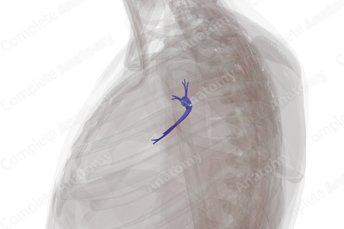 Pulmonary Arteries of Superior Lobe of Left Lung