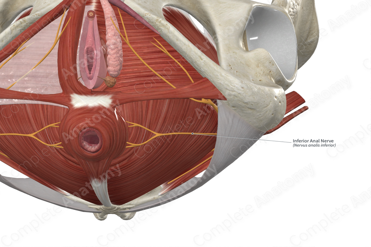 Inferior Anal Nerve | Complete Anatomy