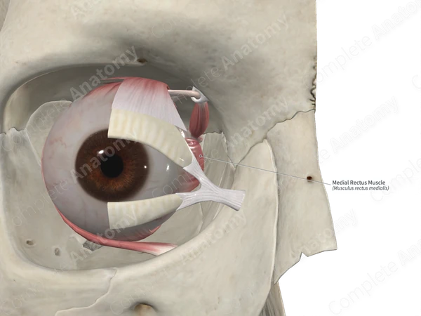 Medial Rectus Muscle