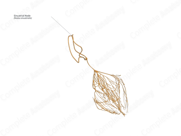 Sinuatrial Node