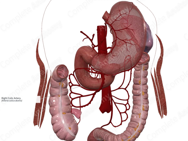 Right Colic Artery