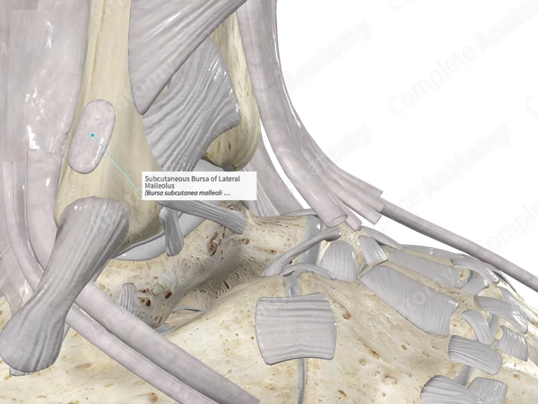 Subcutaneous Bursa of Lateral Malleolus