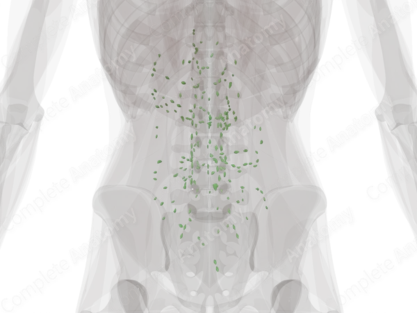 Abdominal Lymph Nodes