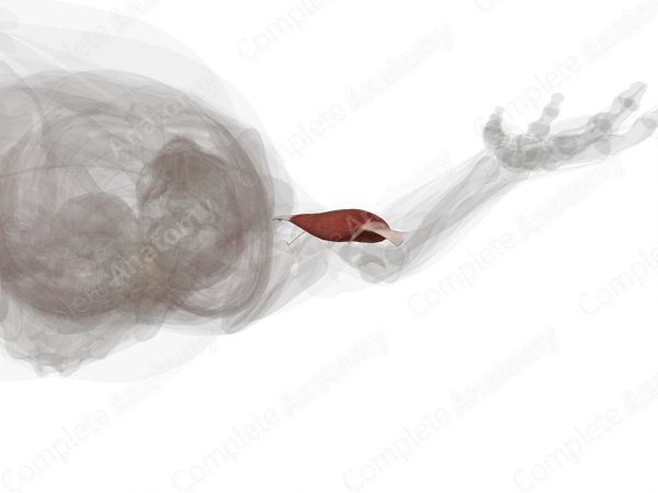 Biceps Brachii Muscle (Left)