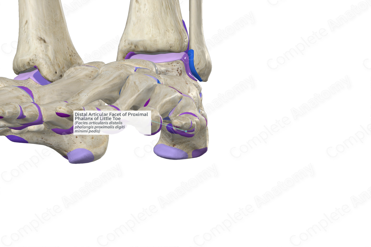 Distal Articular Facet of Proximal Phalanx of Little Toe
