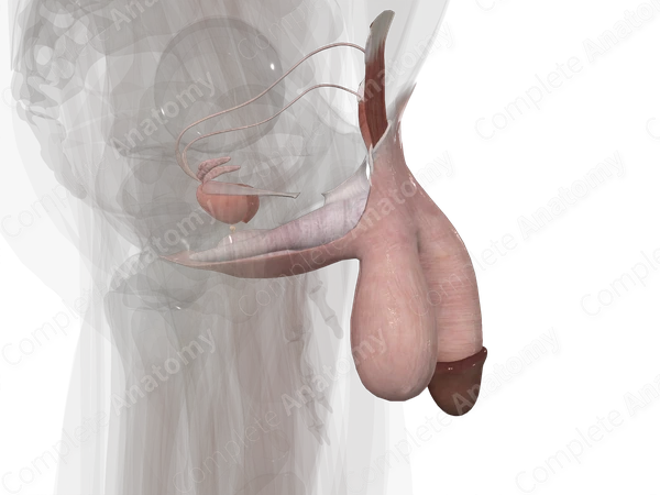 Male Genital System