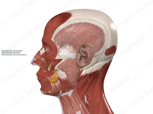 Lateral Part of Levator Nasolabialis Muscle